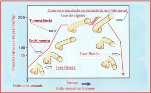 Fisiologia-da-Ereção-01