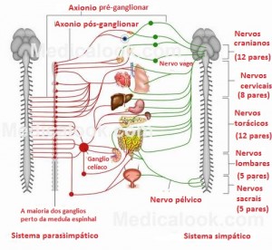 Fisiologia-da-Ereção-03