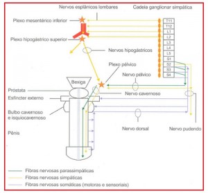 Fisiologia-da-Ereção-04