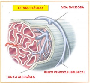 Fisiologia-da-Ereção-05