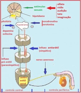 Fisiologia-da-Ereção-07