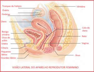 anatomia-vagina-01