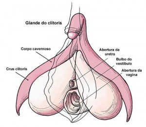 anatomia-vagina-35